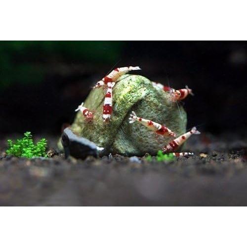 Rocas Minerales SunGrow para Acuarios 56.7g - Calcio y Magnesio