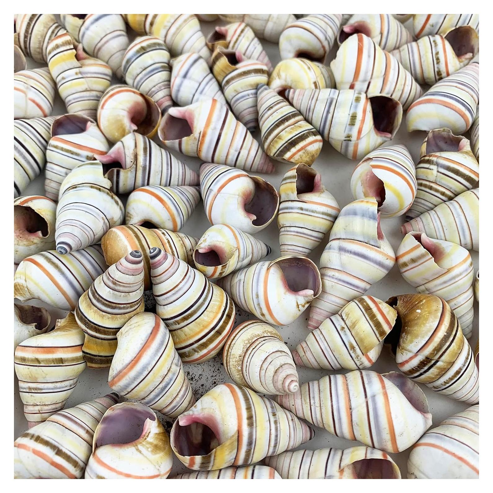 Conchas de Caracol Hawaianas Heyiwell 20PC 2-4 cm Decoración