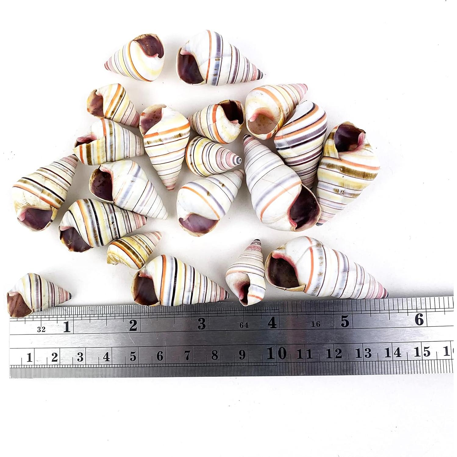 Conchas de Caracol Hawaianas Heyiwell 20PC 2-4 cm Decoración