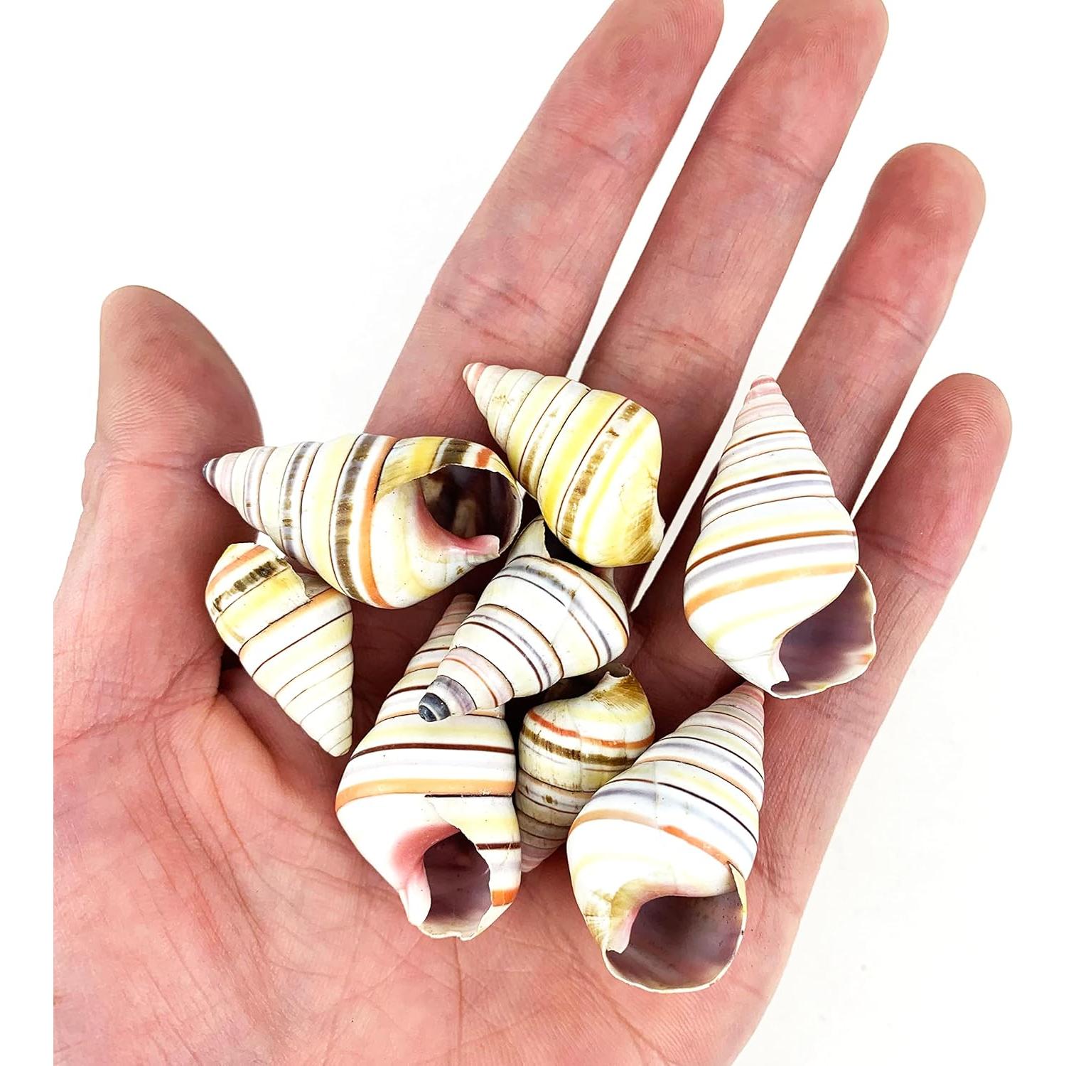 Conchas de Caracol Hawaianas Heyiwell 20PC 2-4 cm Decoración