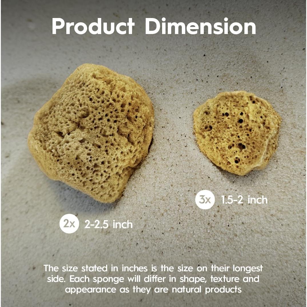 Esponjas Naturales Naroa para Cangrejos Ermitaños - 5 Unidades