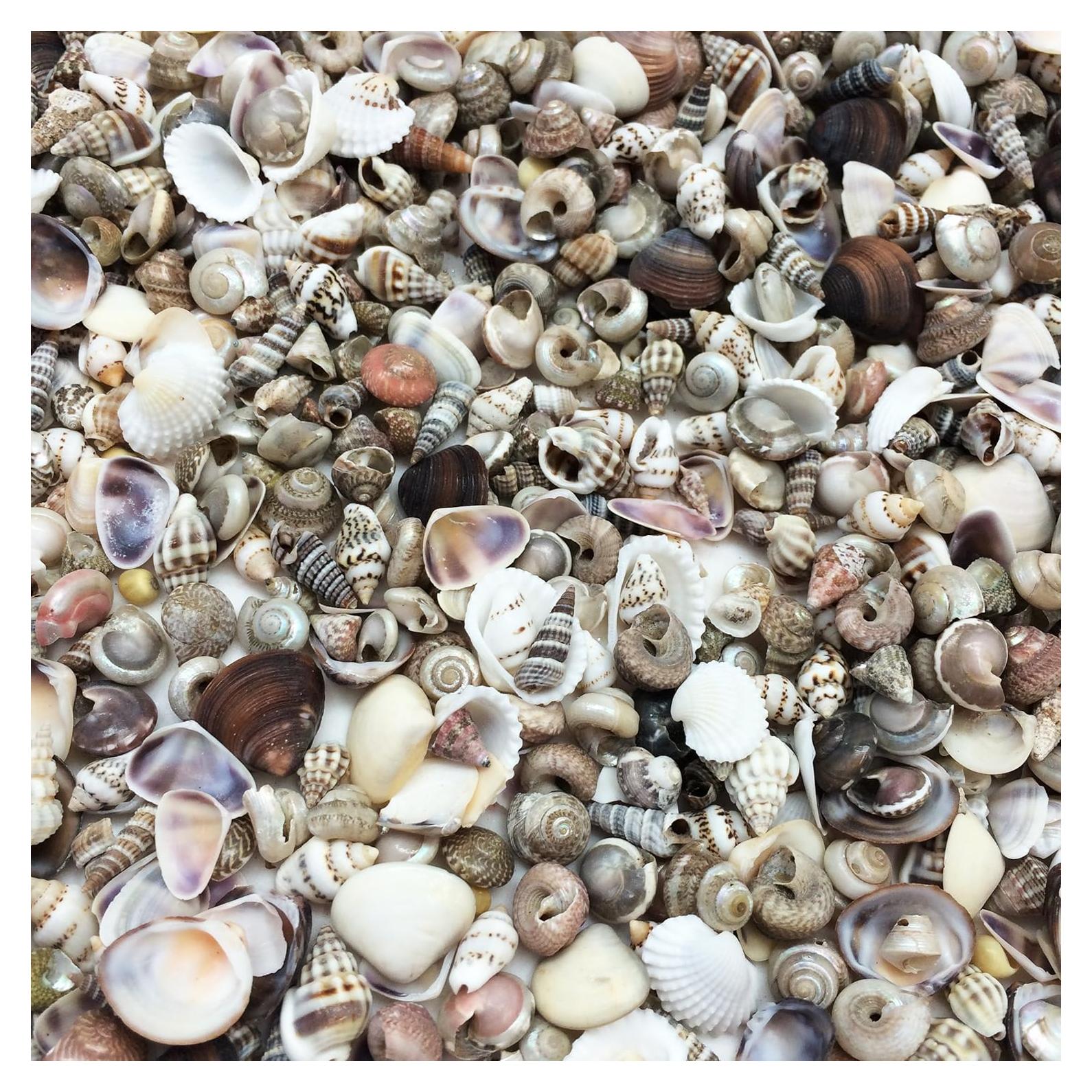 Mezcla de Conchas Marinas PEPPERLONELY 226g 1600+ Piezas