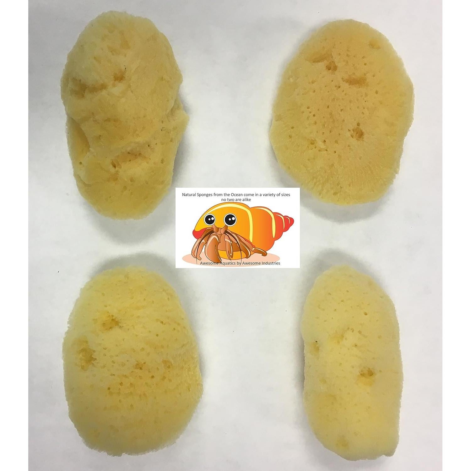 Esponjas Naturales para Cangrejos Ermitaños - 4 Piezas