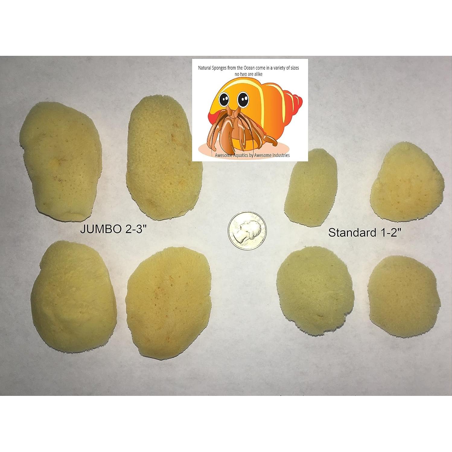 Esponjas Naturales para Cangrejos Ermitaños - 4 Piezas