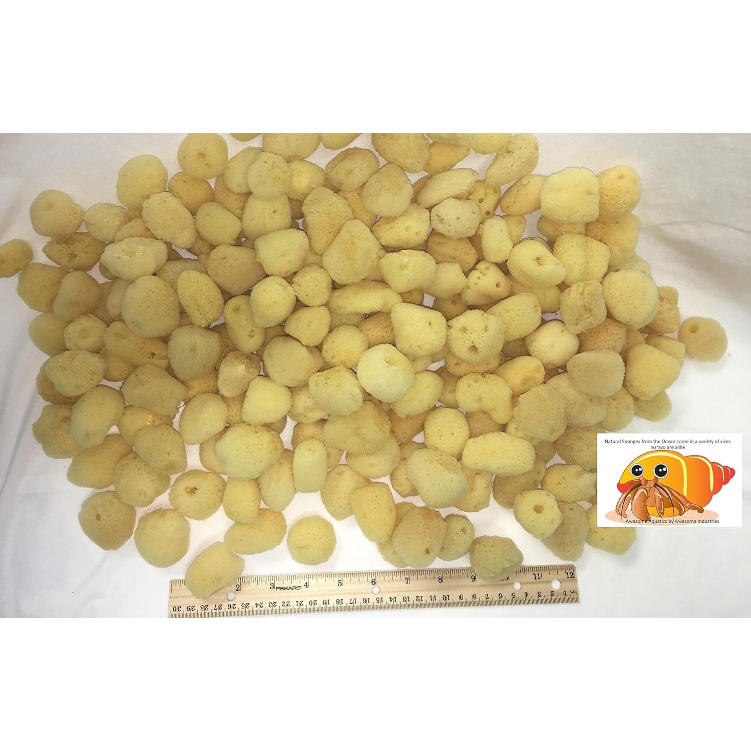 Esponjas Naturales para Cangrejos Ermitaños - 4 Piezas