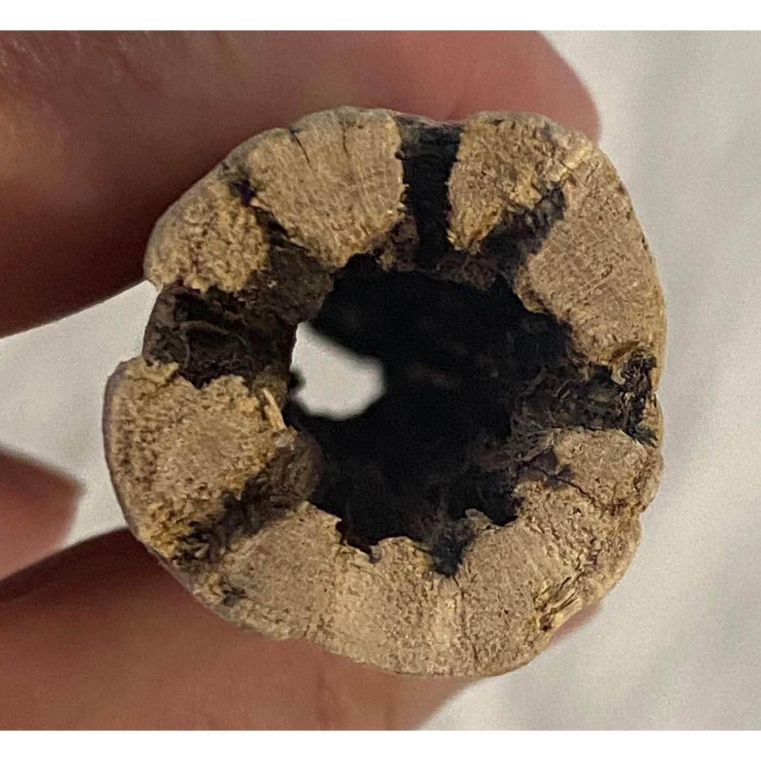 Madera Cholla Natural 3 Piezas 15 cm Increíble Acuático