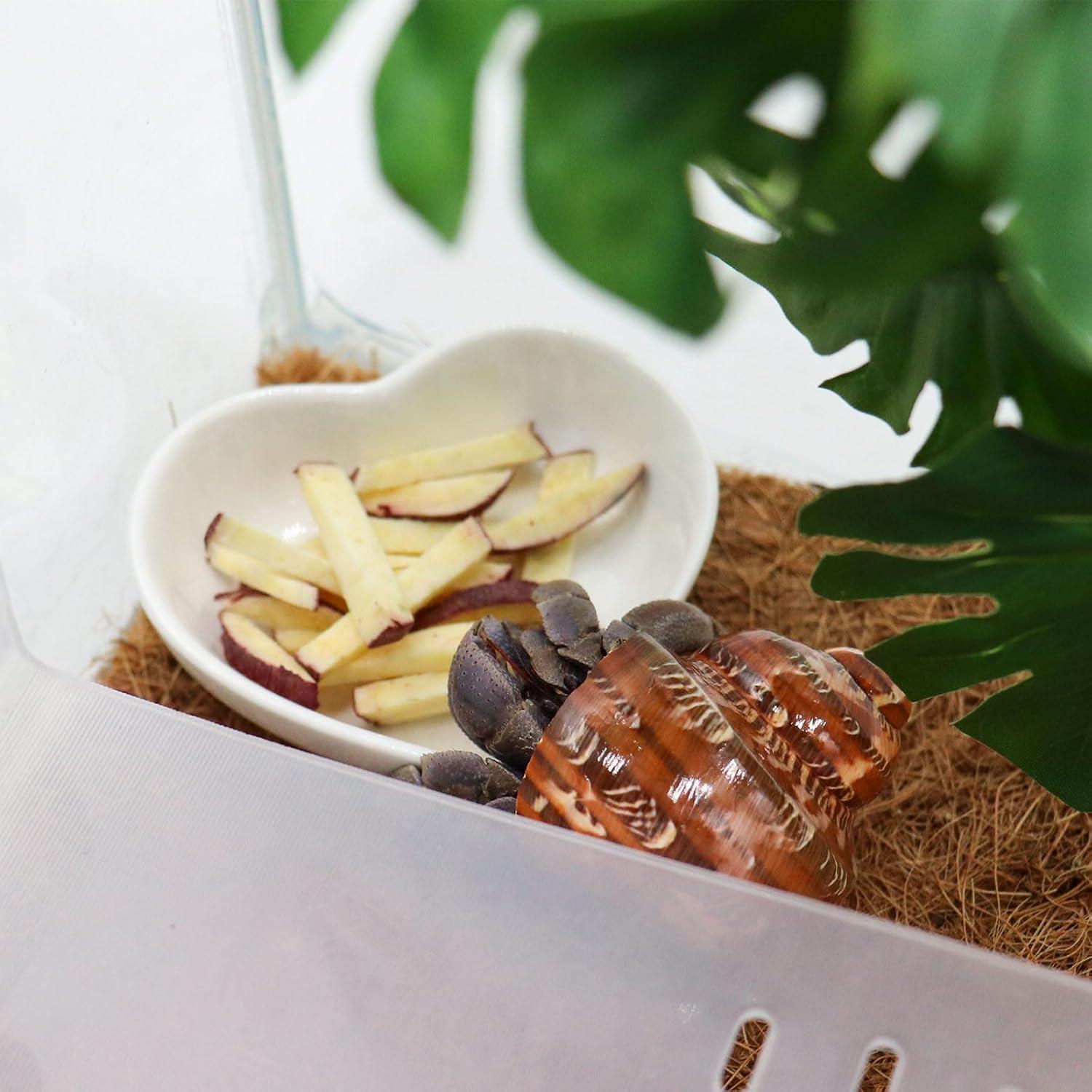 Kit de Platos de Cerámica para Cangrejo Ermitaño 3 Piezas