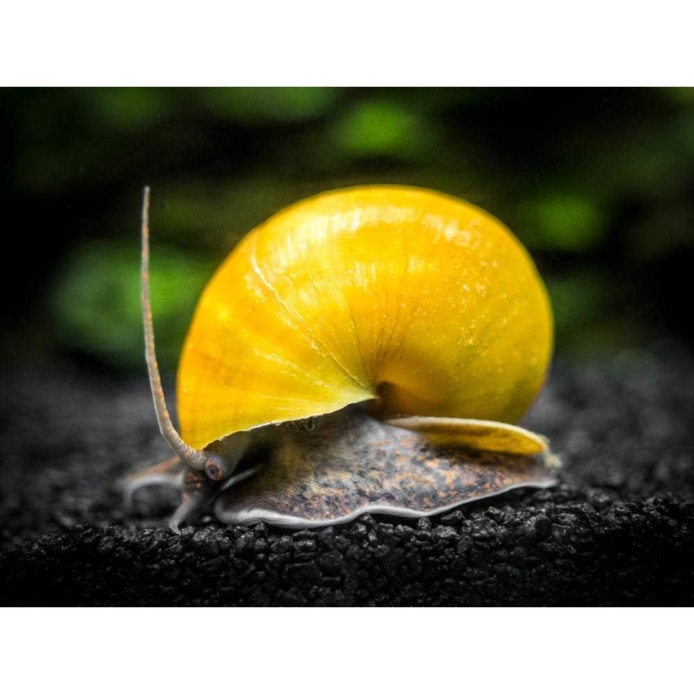 Alimento para Peces y Invertebrados Aquatic Arts 226.8 g