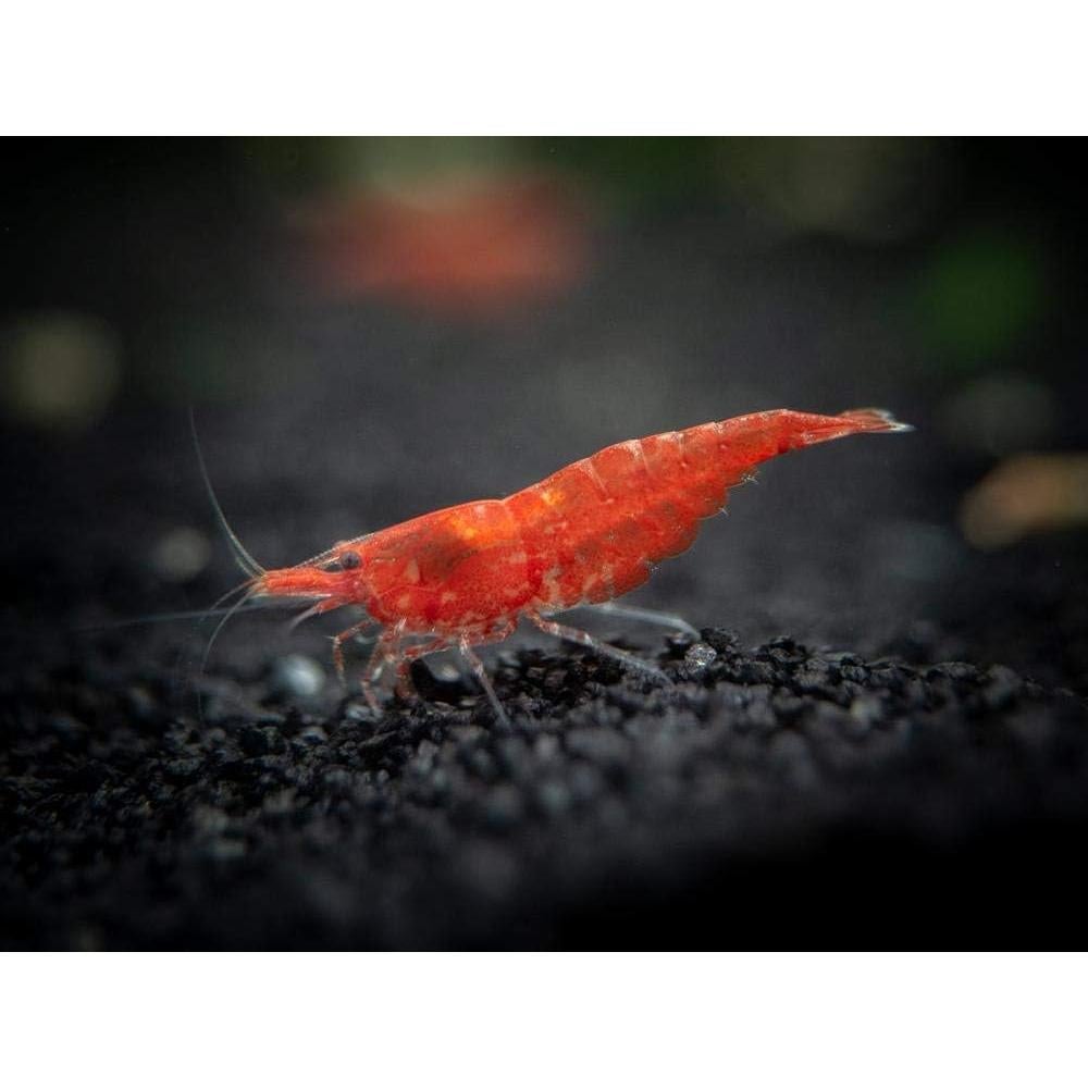 Alimento para Peces y Invertebrados Aquatic Arts 226.8 g