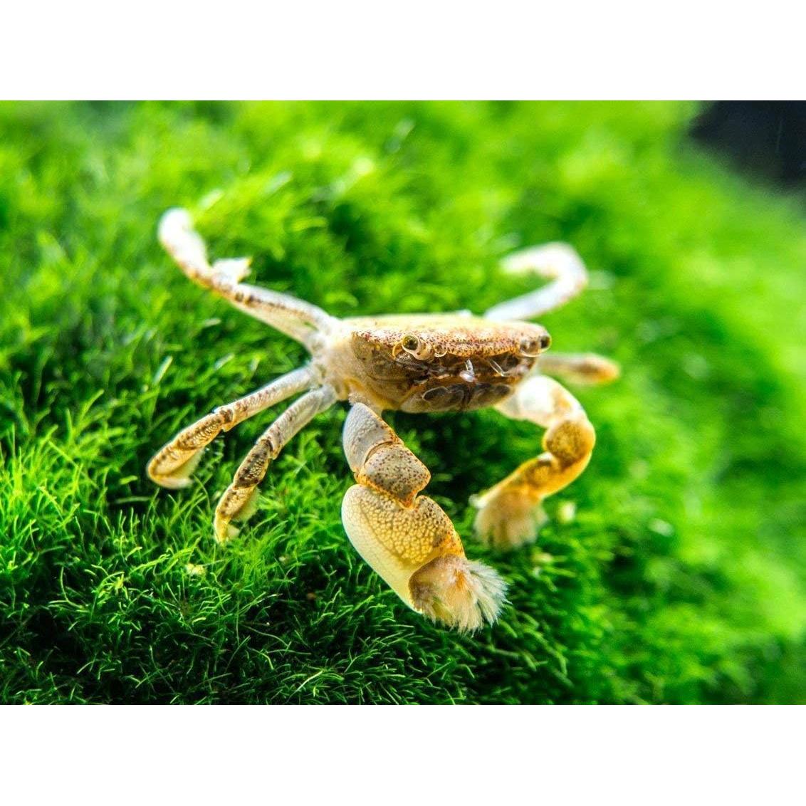 Alimento para Peces y Invertebrados Aquatic Arts 226.8 g