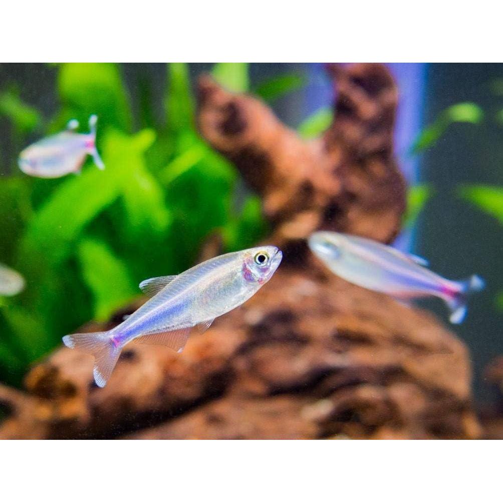 Alimento para Peces y Invertebrados Aquatic Arts 226.8 g