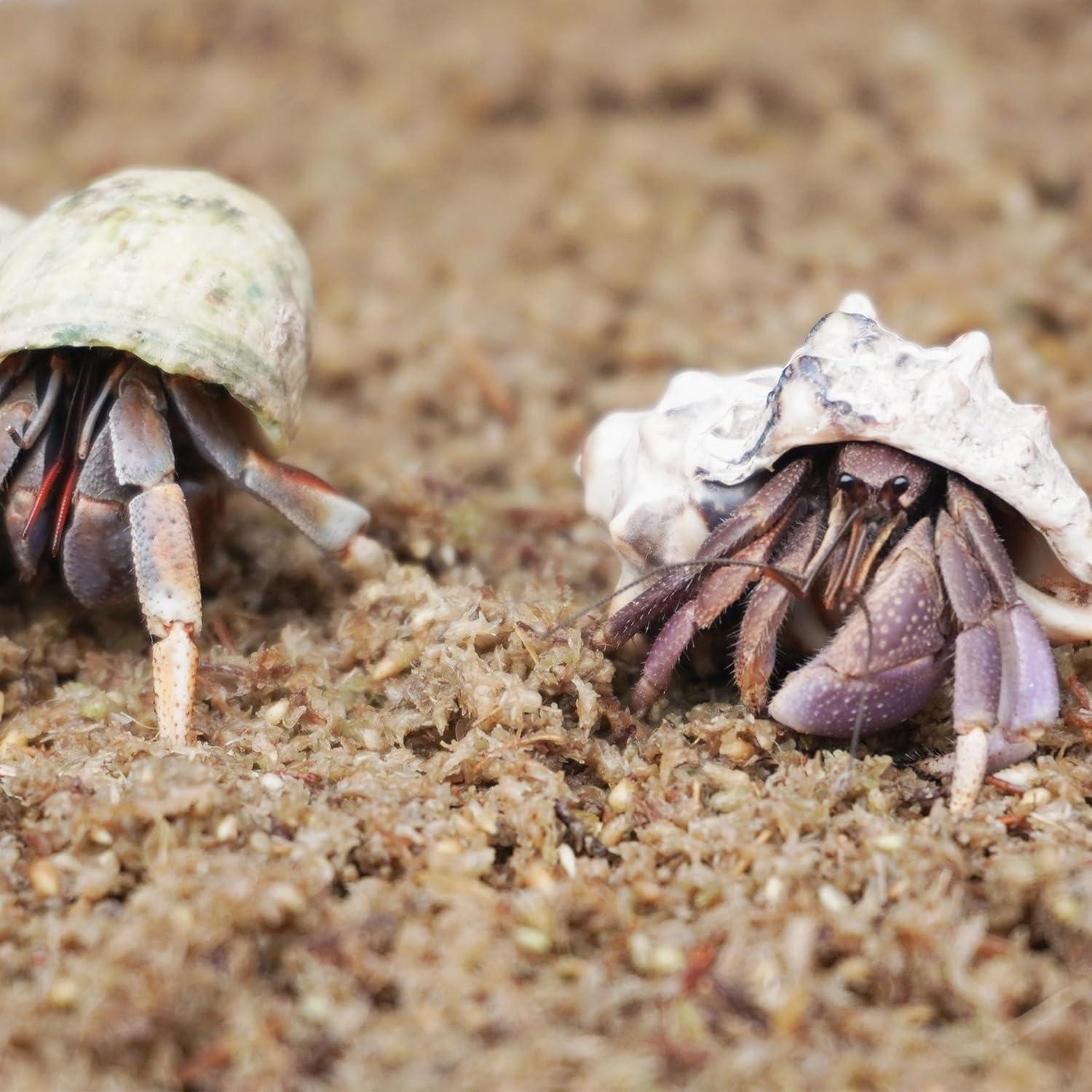 Sustrato de fibra de musgo esfagno Begeterday 2L para cangrejos