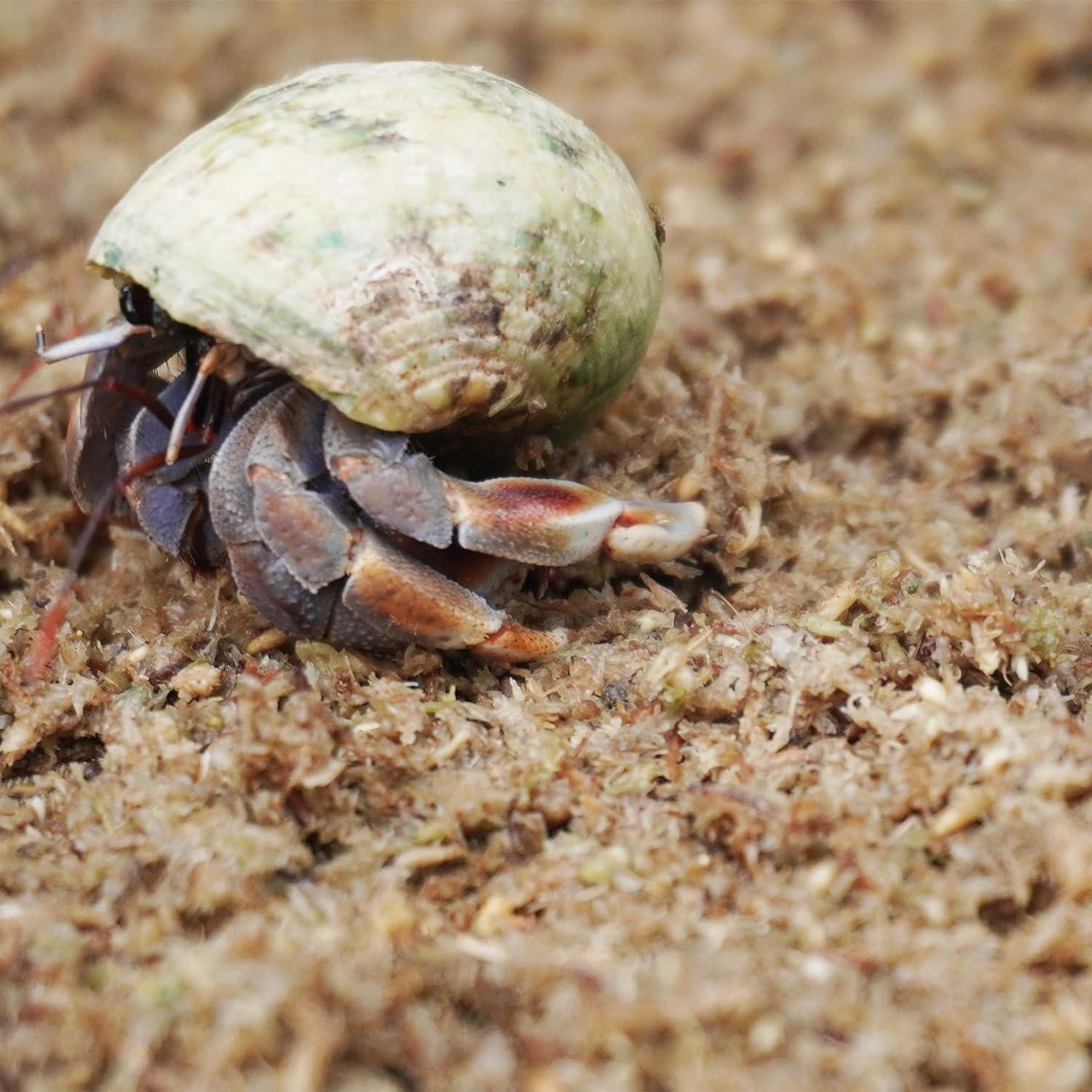Sustrato de fibra de musgo esfagno Begeterday 2L para cangrejos