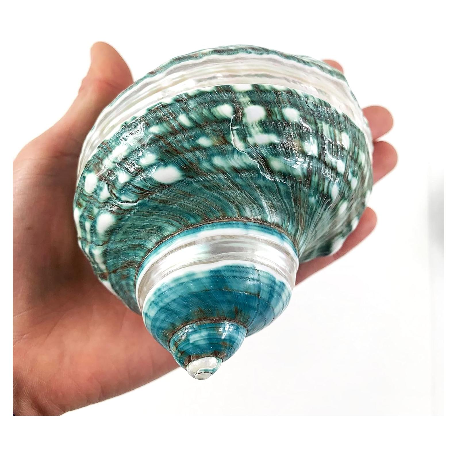 Concha Turbo Grande de Jade Heyiwell para Cangrejo Ermitaño