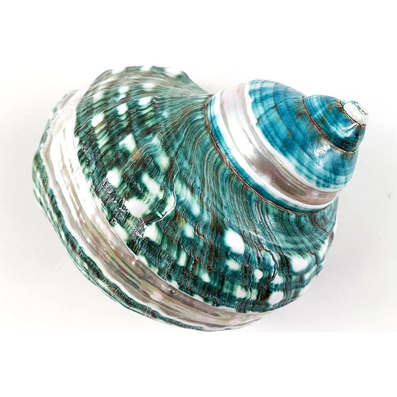 Concha Turbo Grande de Jade Heyiwell para Cangrejo Ermitaño