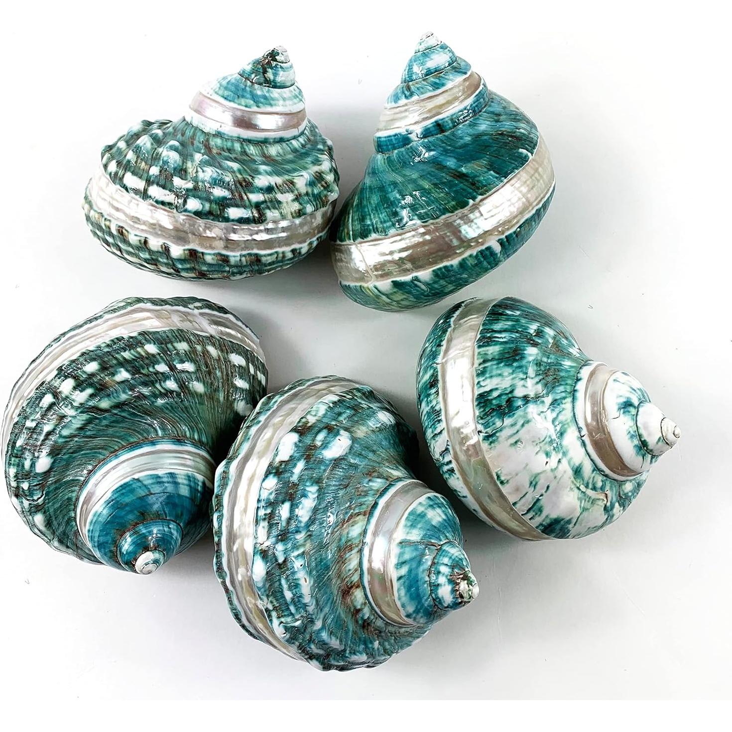 Concha Turbo Grande de Jade Heyiwell para Cangrejo Ermitaño