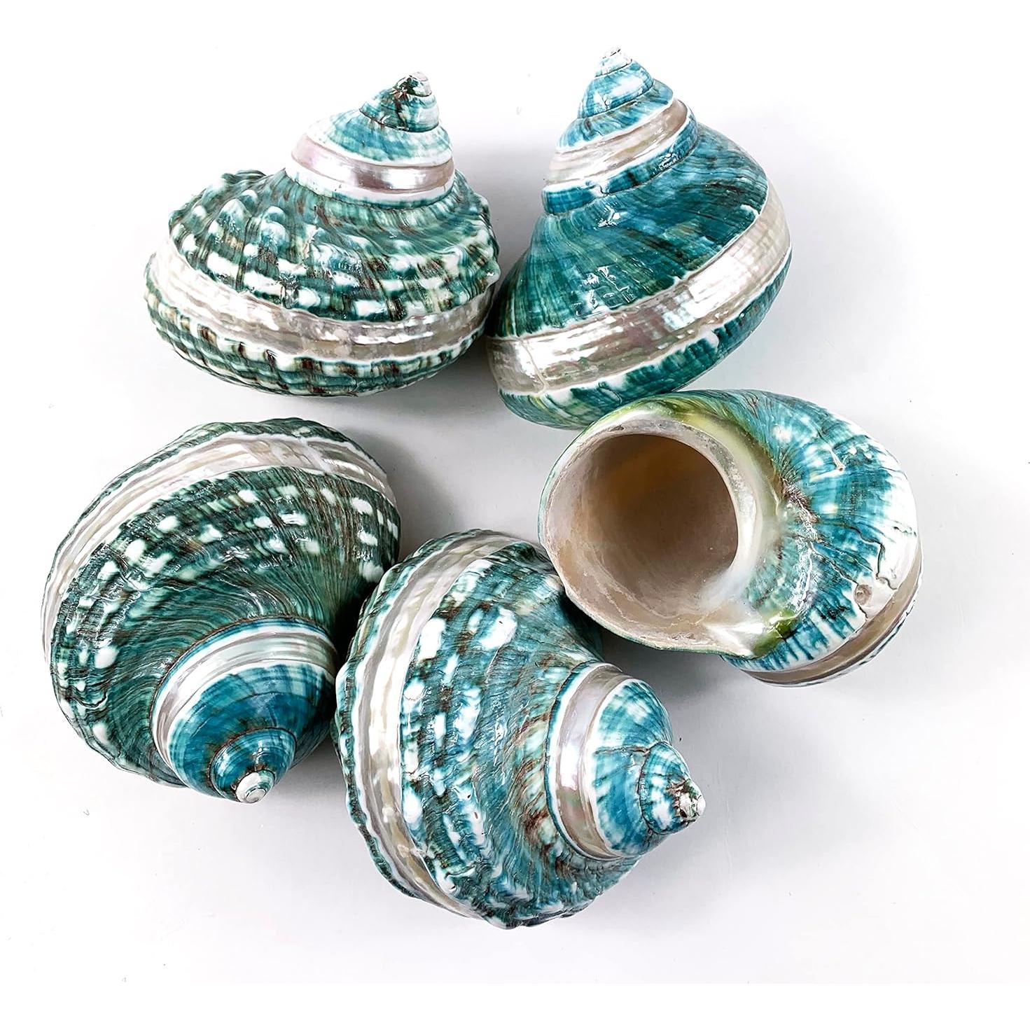 Concha Turbo Grande de Jade Heyiwell para Cangrejo Ermitaño