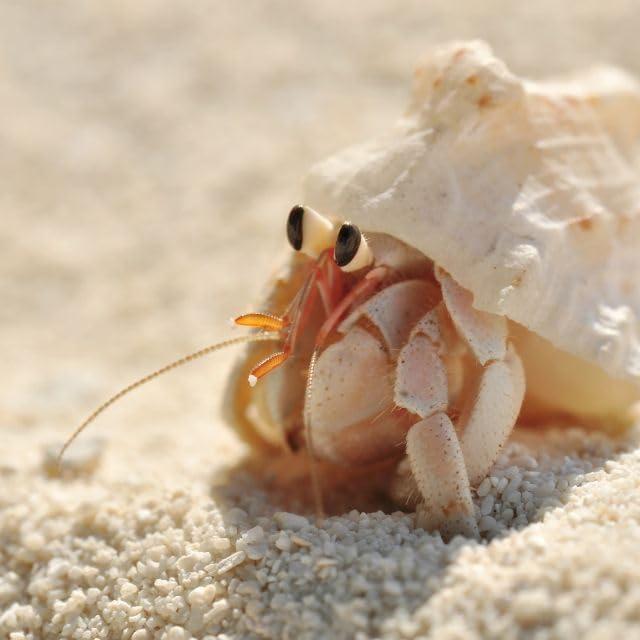 Alimento Orgánico para Cangrejos Ermitaños Undique - Con Cáscaras de Huevo de Codorniz