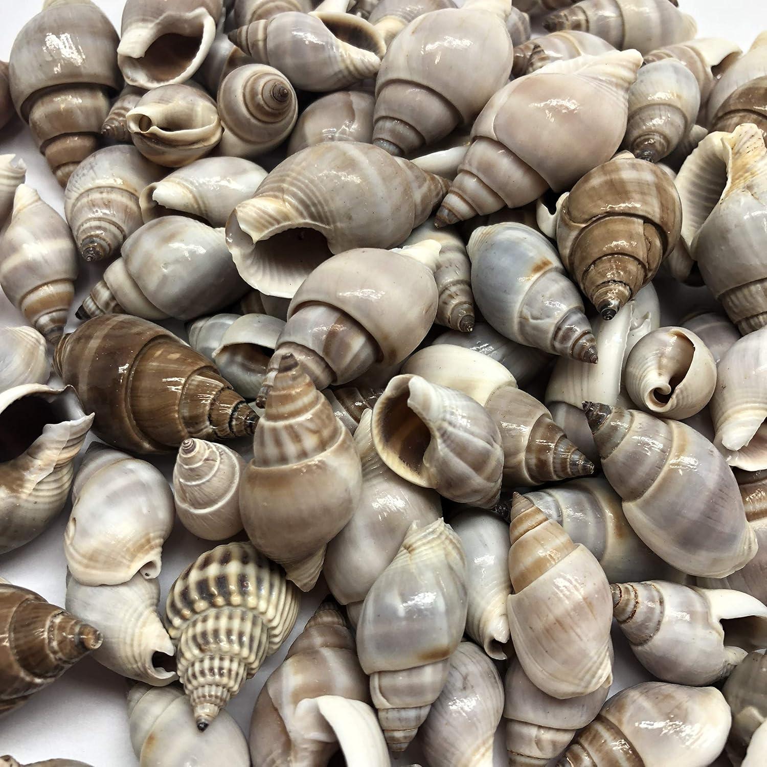 Conchas de Cangrejo Ermitaño PEPPERLONELY 170 g 100+ Unidades