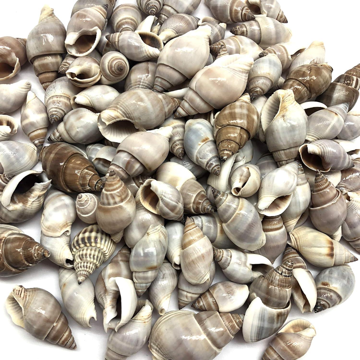 Conchas de Cangrejo Ermitaño PEPPERLONELY 170 g 100+ Unidades