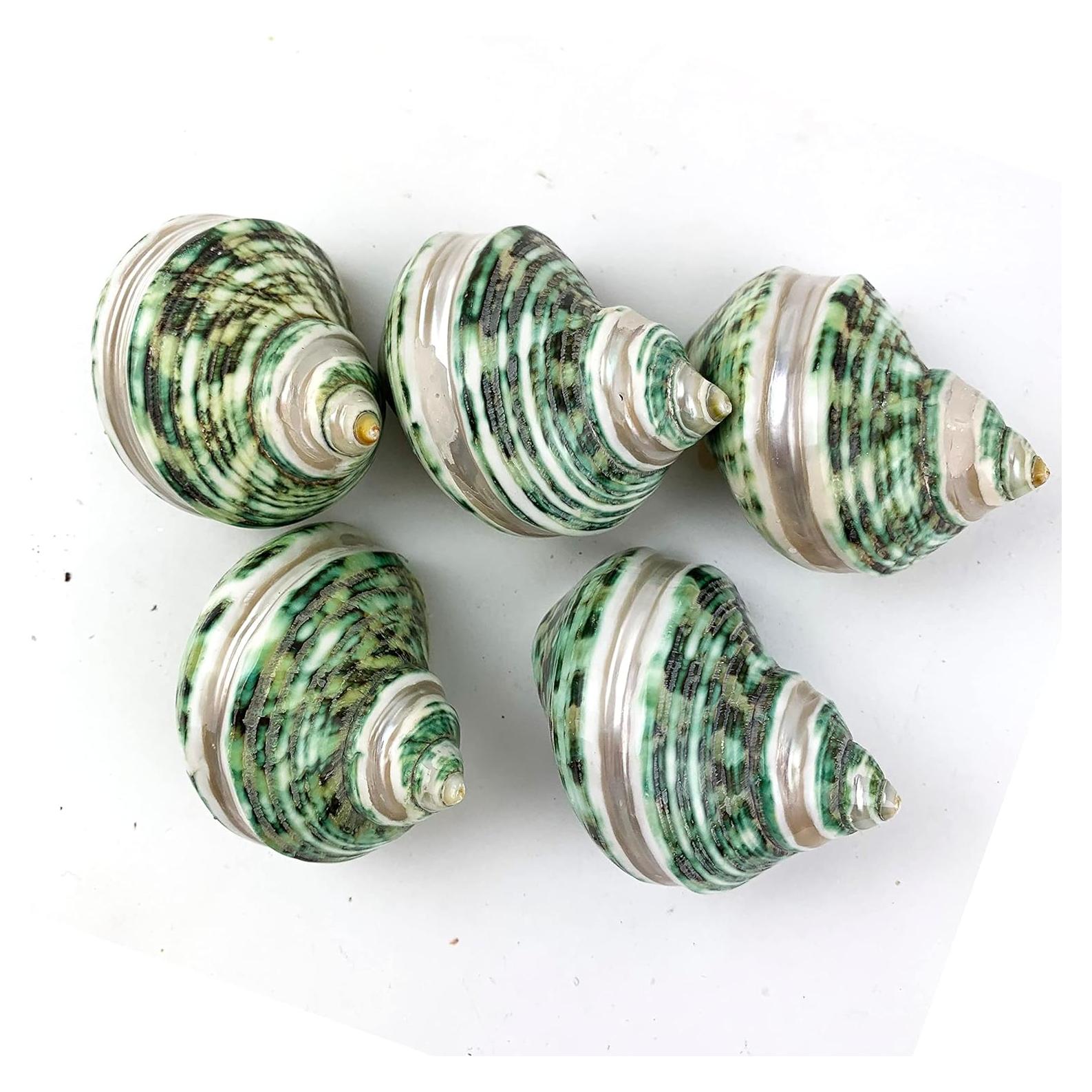 Conchas Turbo Verdes Banded Heyiwell 5PC 5.72 cm Decoración