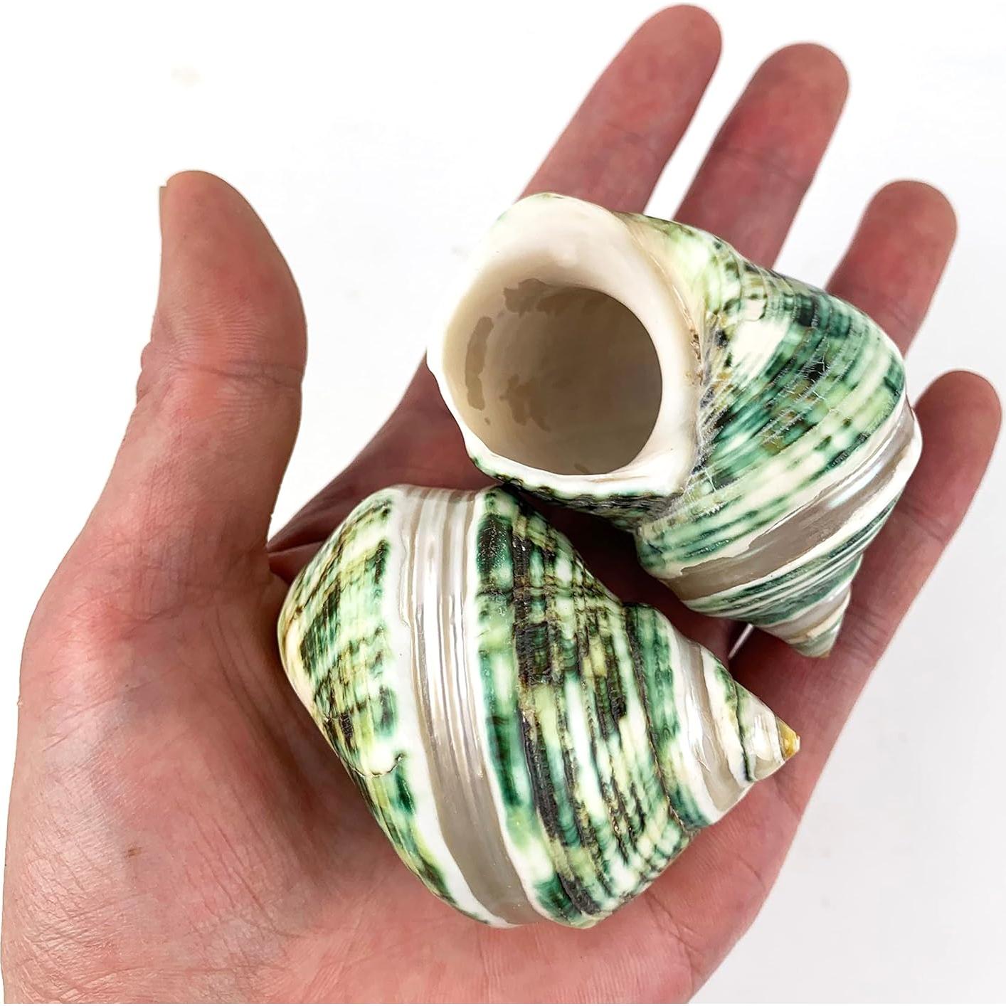 Conchas Turbo Verdes Banded Heyiwell 5PC 5.72 cm Decoración