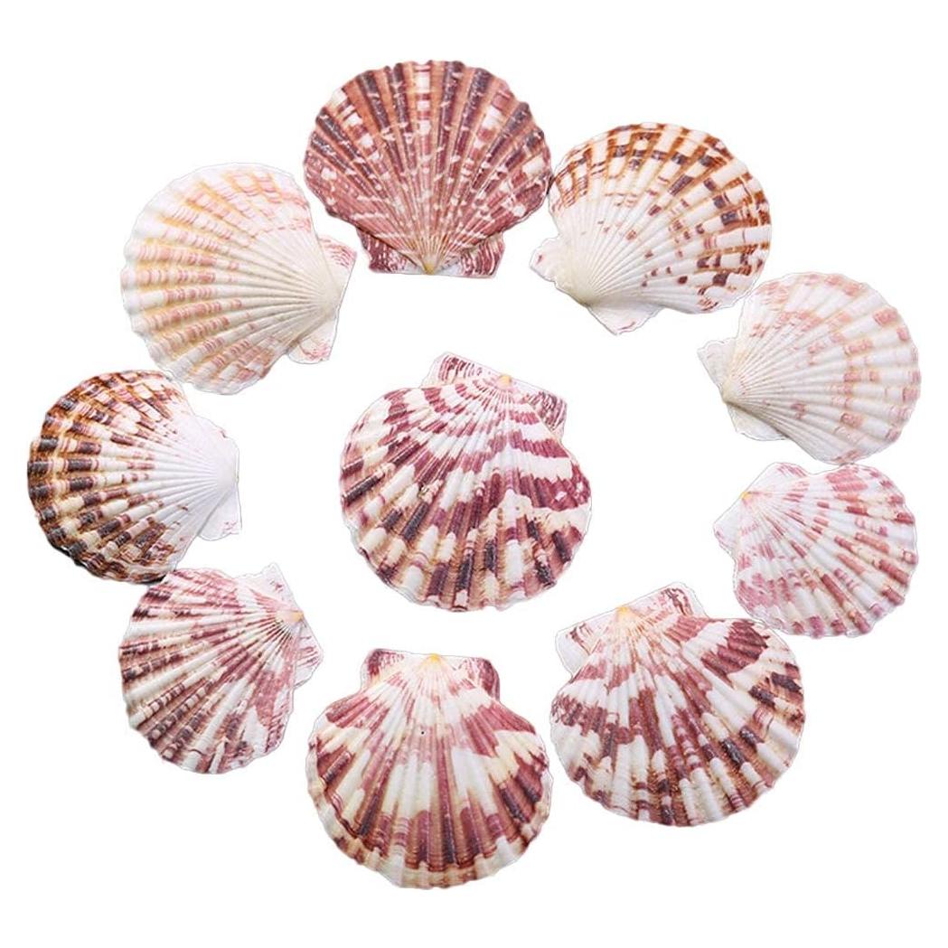 Conchas de Vieira Naturales LUCKY BABY 50 Pcs para Decoración