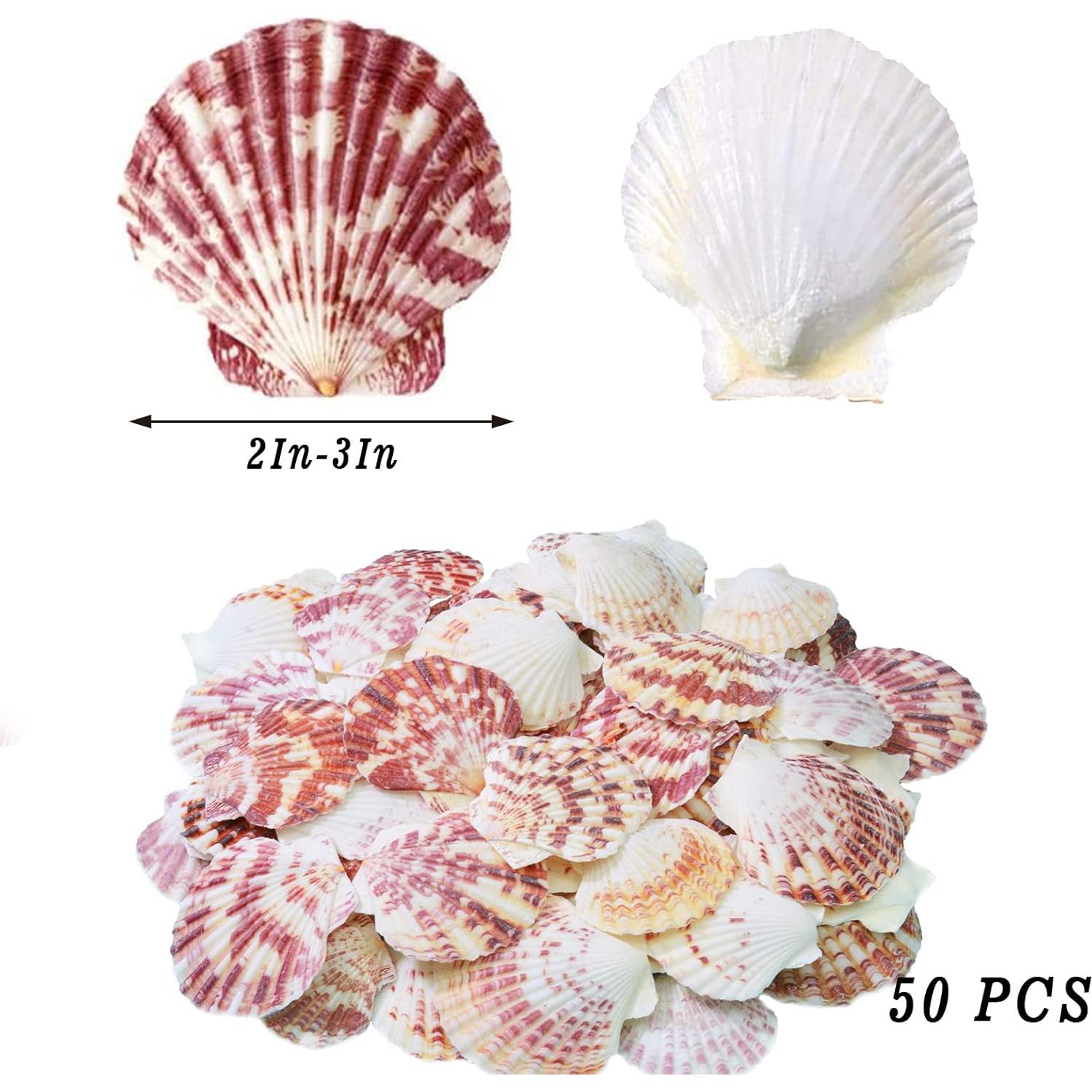 Conchas de Vieira Naturales LUCKY BABY 50 Pcs para Decoración