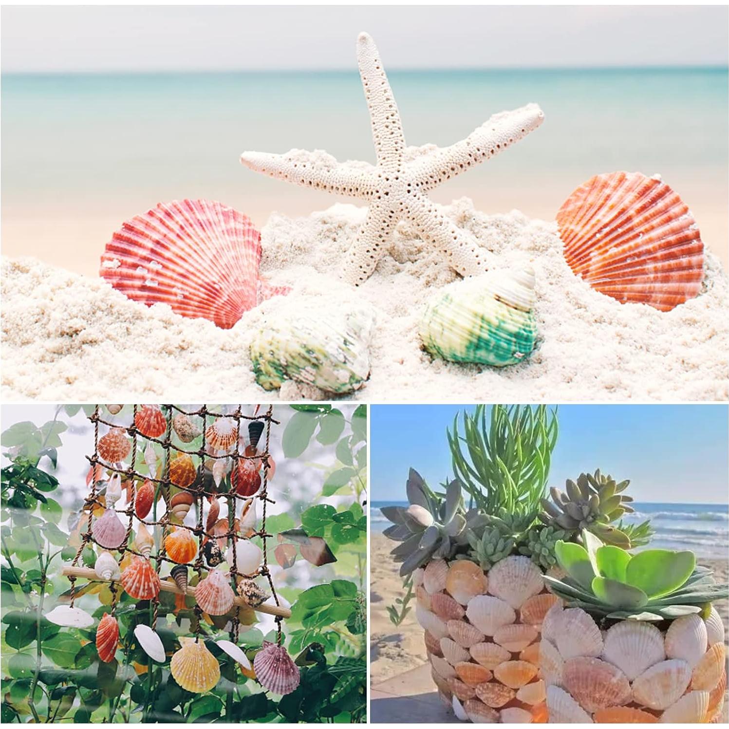 Conchas de Vieira Naturales LUCKY BABY 50 Pcs para Decoración