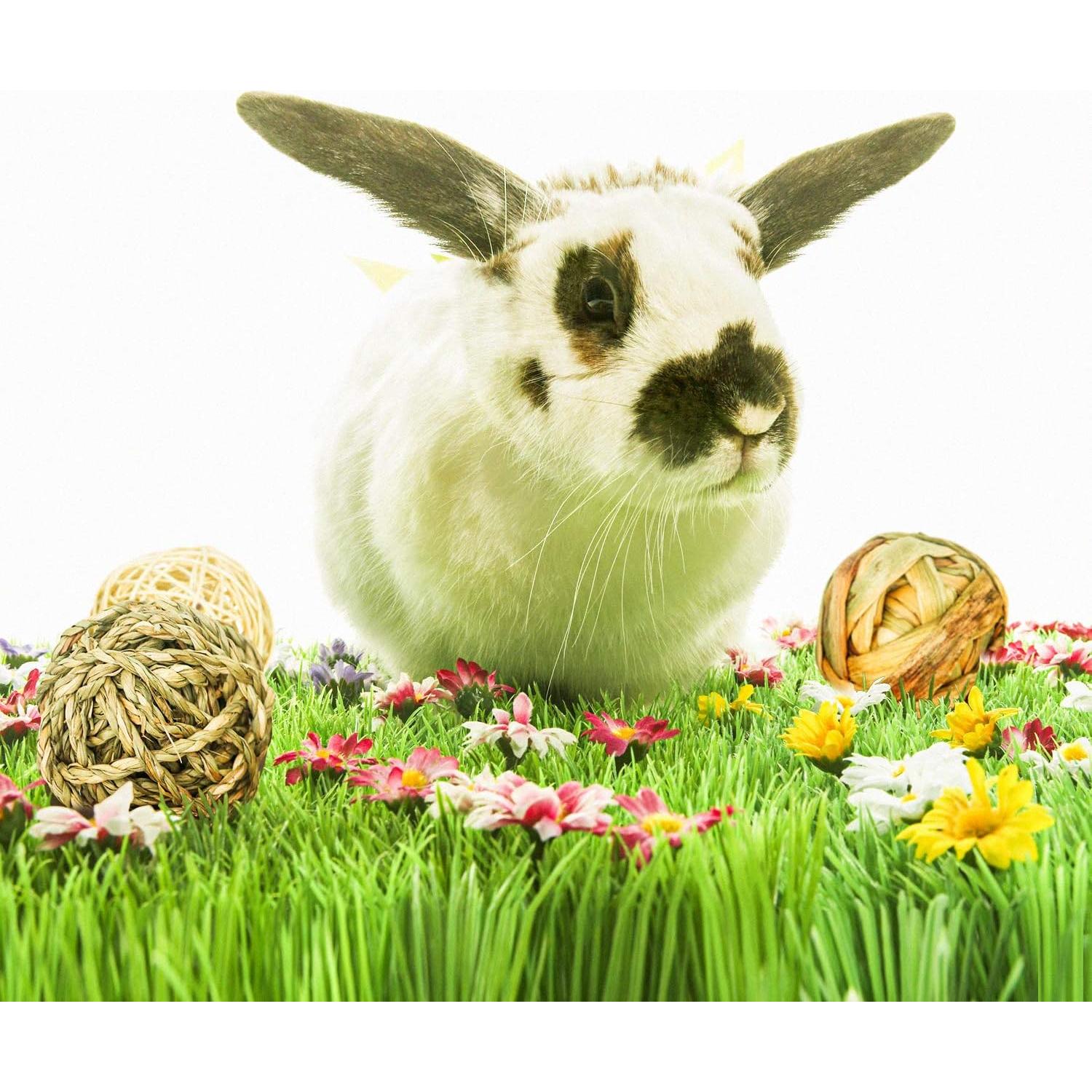 9 Pelotas de Juego para Mascotas Bac-kitchen - Naturales