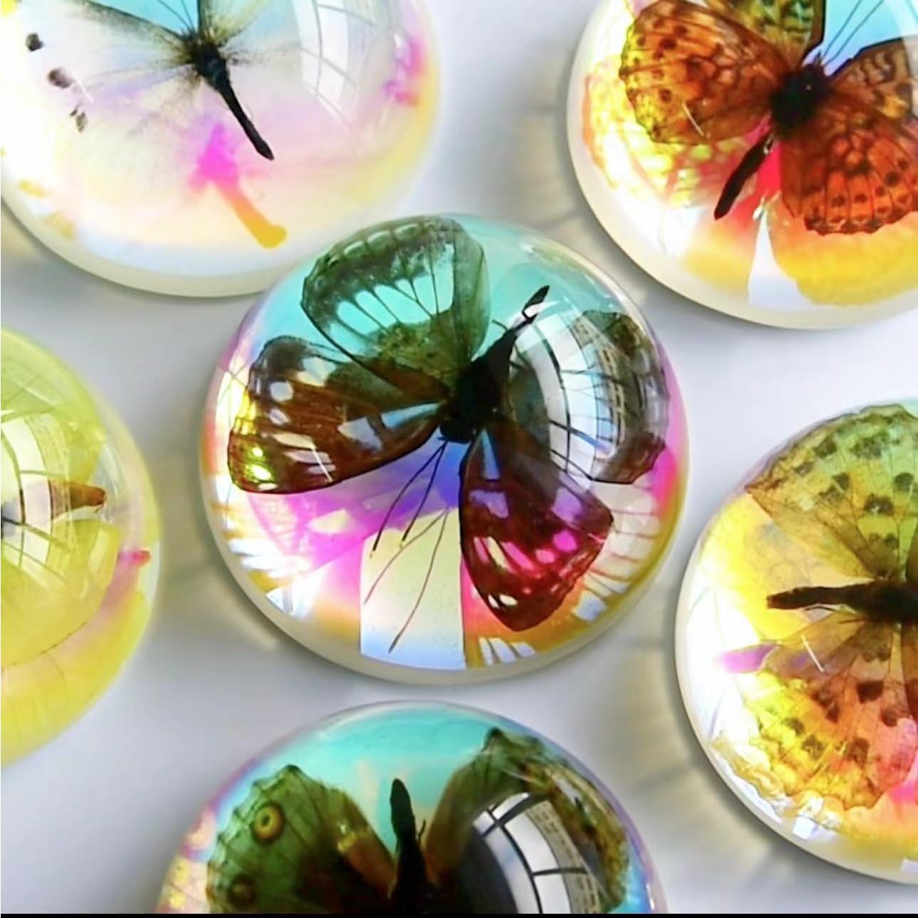 Especímenes de Mariposa de Resina SINGEWOW - Educativos 10.1cm