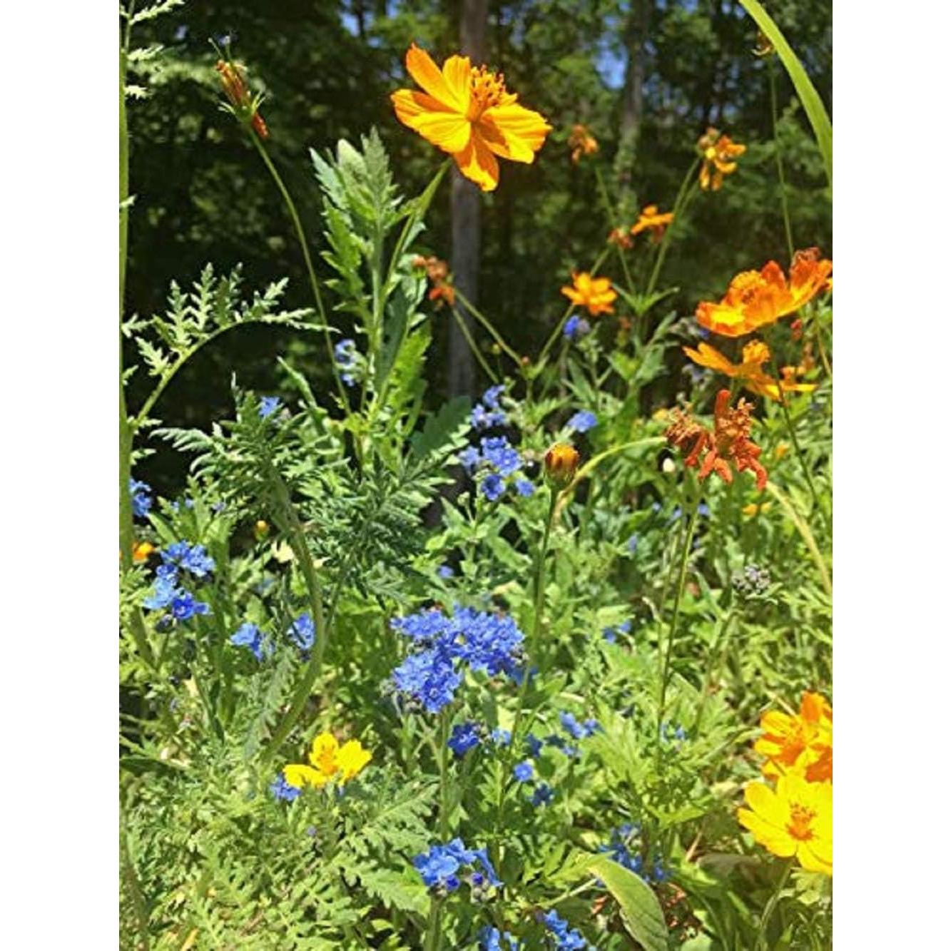 Kit de Jardinería Habitat de Abejas - Compañía Safari de Patio
