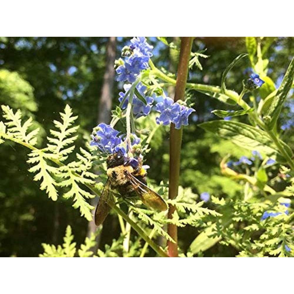 Kit de Jardinería Habitat de Abejas - Compañía Safari de Patio
