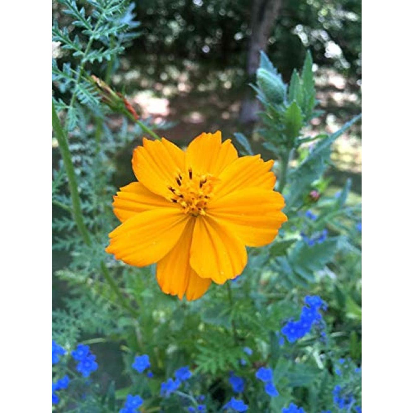 Kit de Jardinería Habitat de Abejas - Compañía Safari de Patio