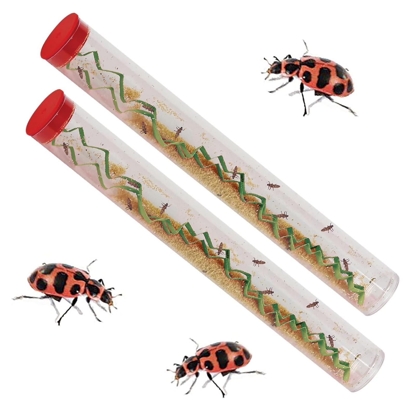 Insect Lore - Dos Tubos de Larvas de Mariquita Vivas - 20-25 Larvas