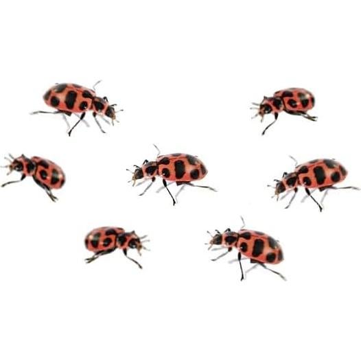 Insect Lore - Dos Tubos de Larvas de Mariquita Vivas - 20-25 Larvas