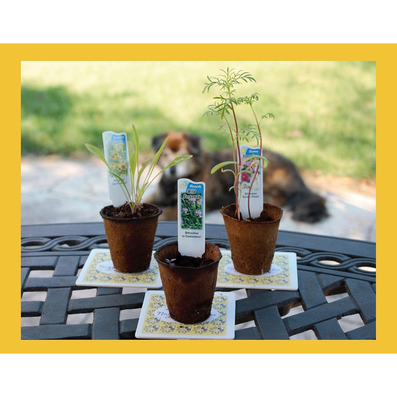 Kit de Semillas de Flores Silvestres Nuggets of Nectar - 6 Tipos