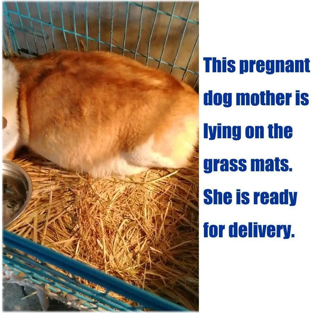 Alfombra de Hierba Tejida Hamiledyi 28x21cm para Mascotas 8Pcs