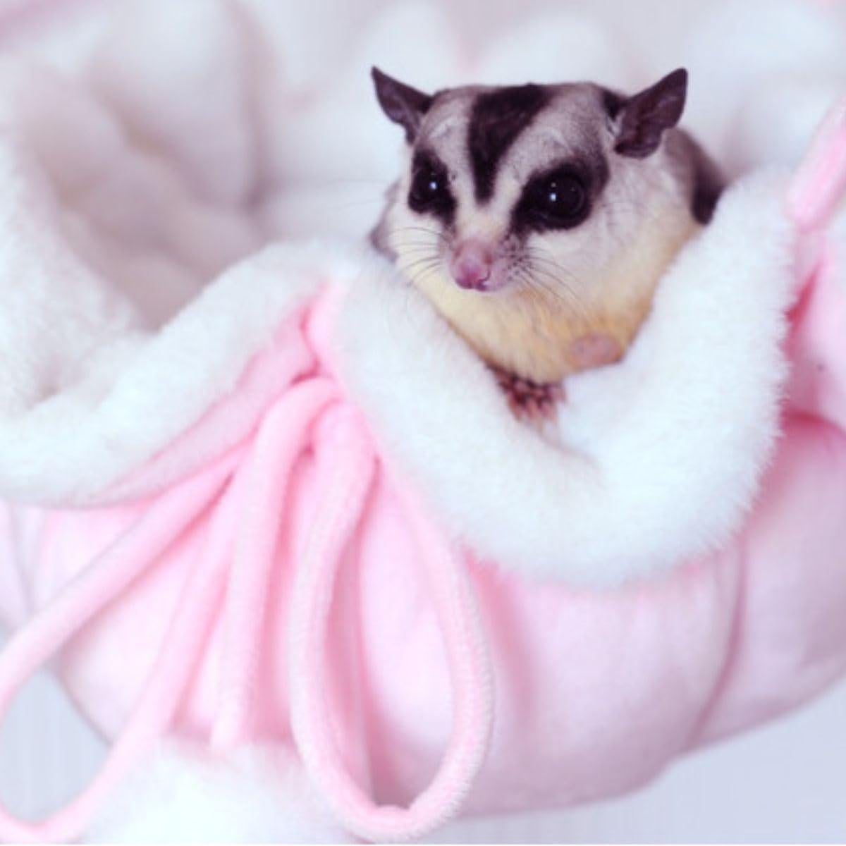 Hamaca Colgante para Mascotas Copfeu Azul Mediana 50x50 cm