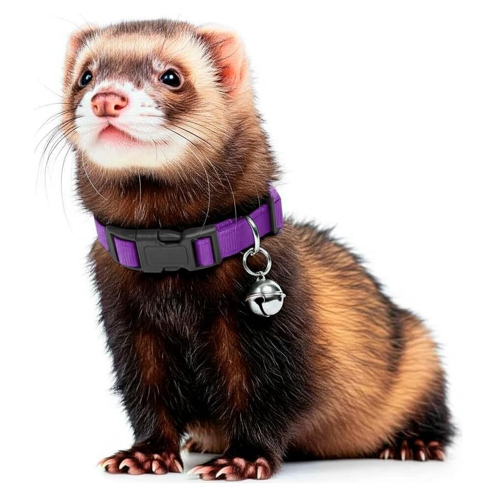 Collar de Campana Marshall para Hurones - Púrpura