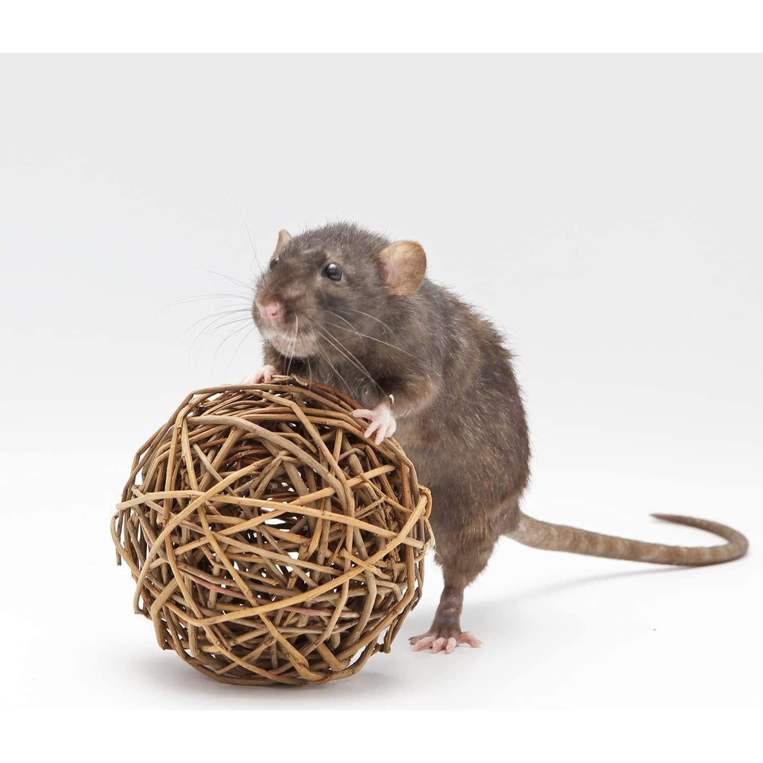 Bola de Masticar de Sauce Natural 10 cm Exotic Nutrition