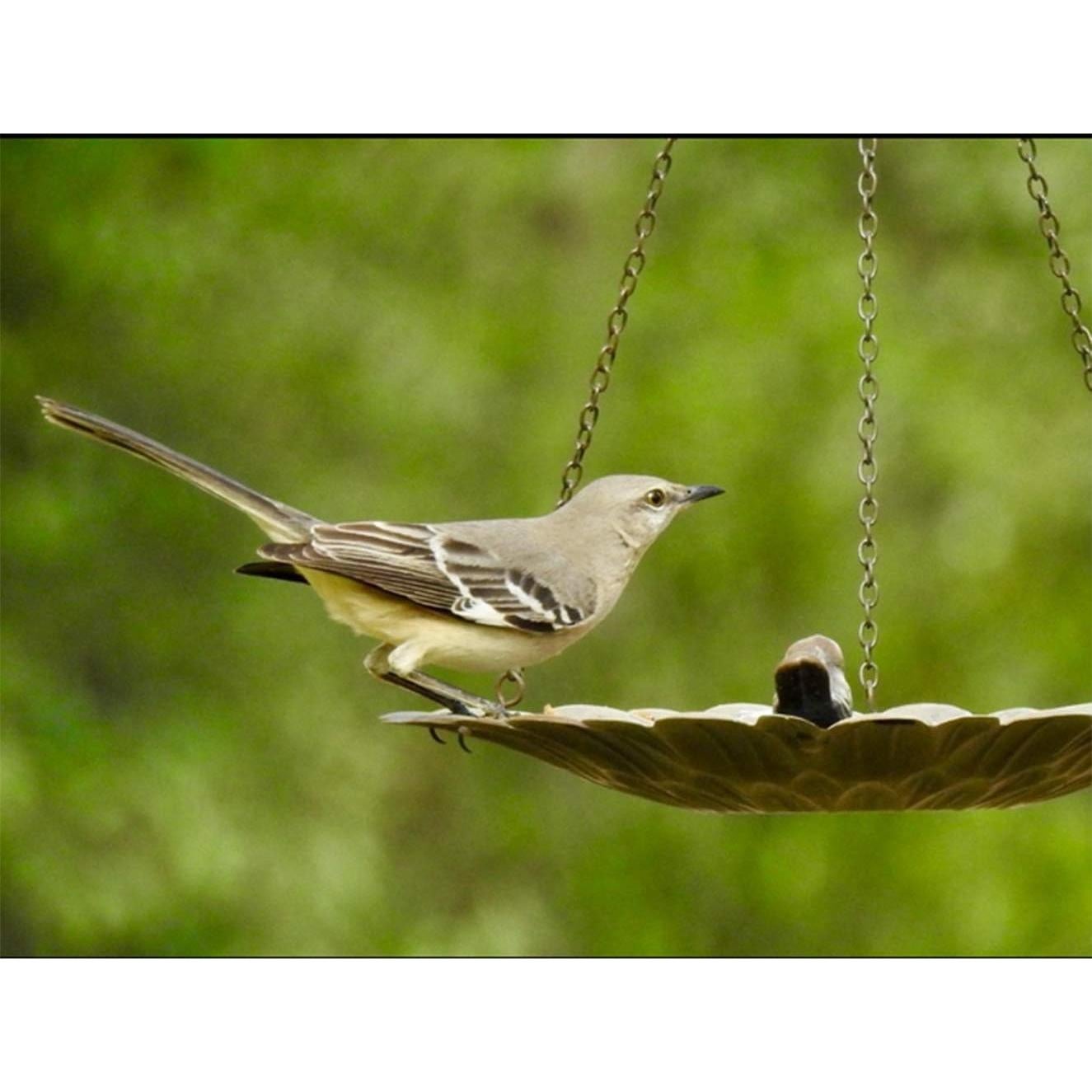 Comedero Colgante para Aves Topadorn de Metal 30.48 cm