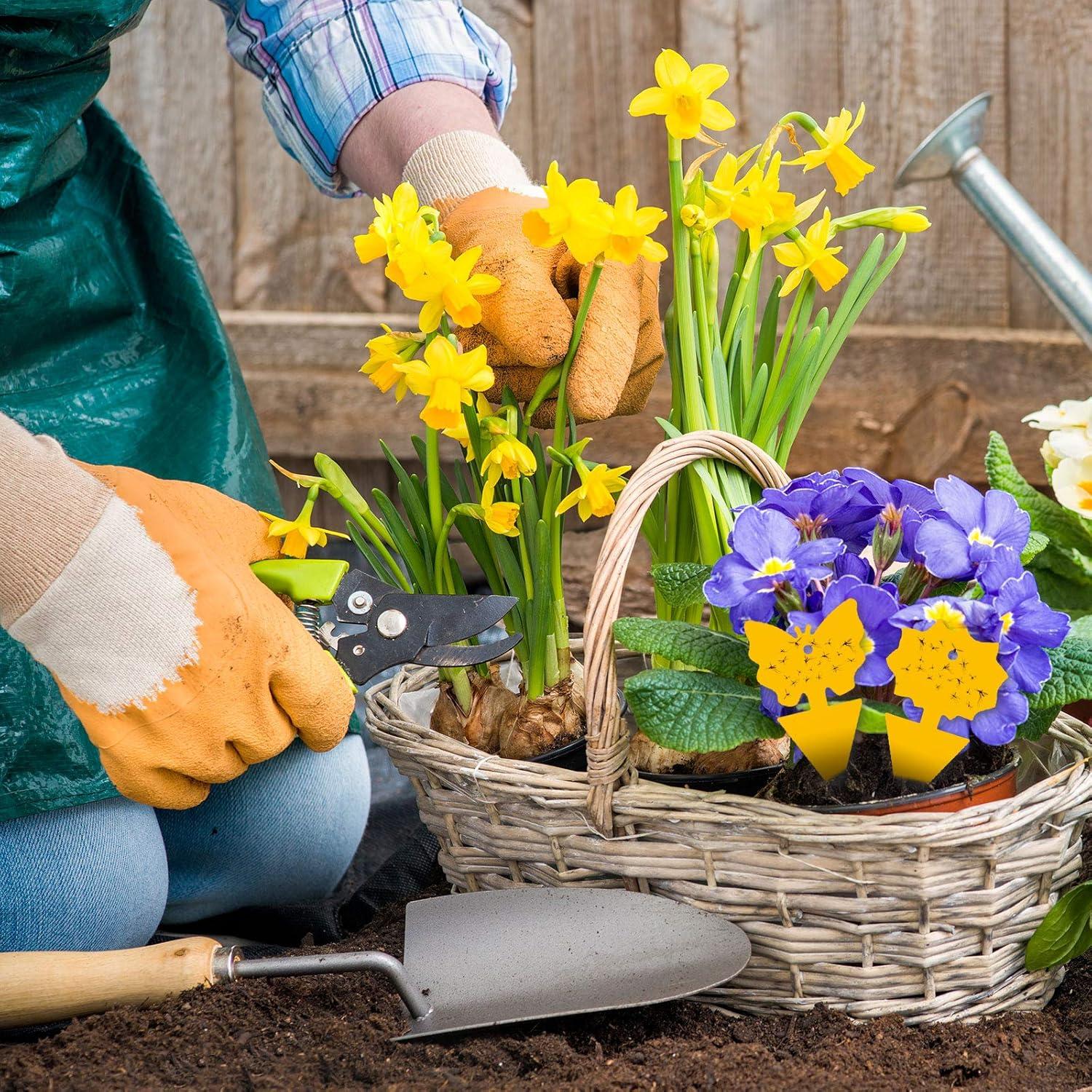 Trampas Adhesivas para Moscas de Fruta USKICH 96 Piezas