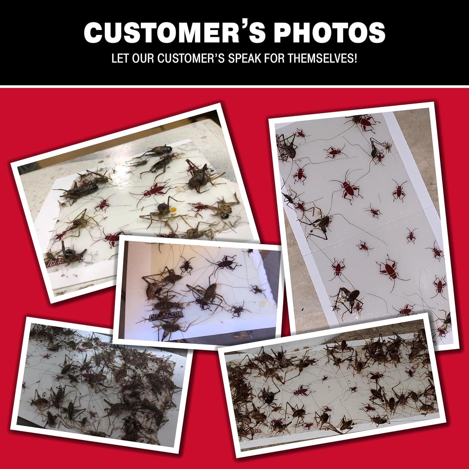 Trampas de Pegamento Catchmaster XL para Insectos - 6 Unidades