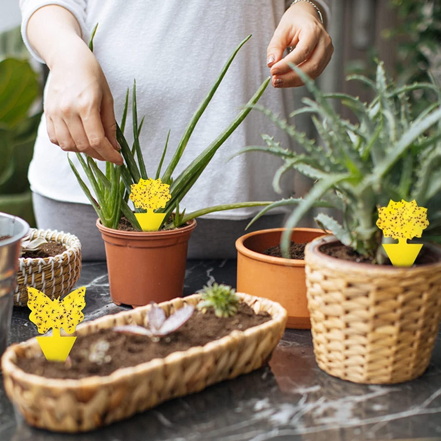 Trampas Adhesivas para Moscas de la Fruta Stingmon - 36 Piezas