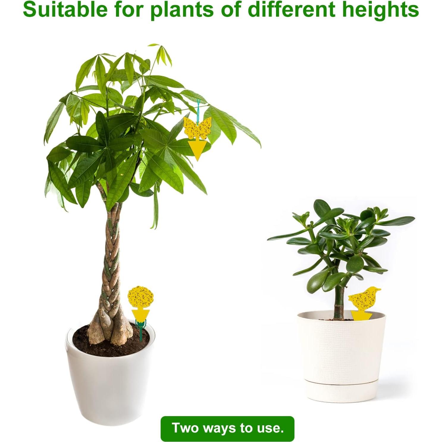 54 Trampas Adhesivas para Moscas de Fruta Stingmon - Efectivas y Seguras