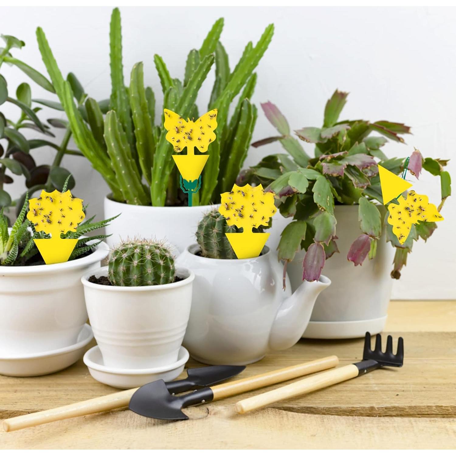 54 Trampas Adhesivas para Moscas de Fruta Stingmon - Efectivas y Seguras