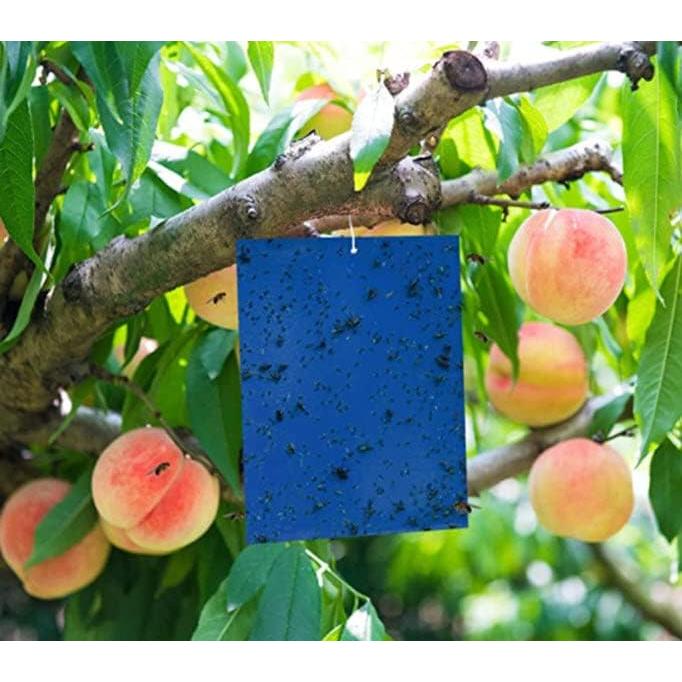 Trampa Adhesiva para Insectos Voladores Hydrofarm HGSLTLT - Paquete de 5