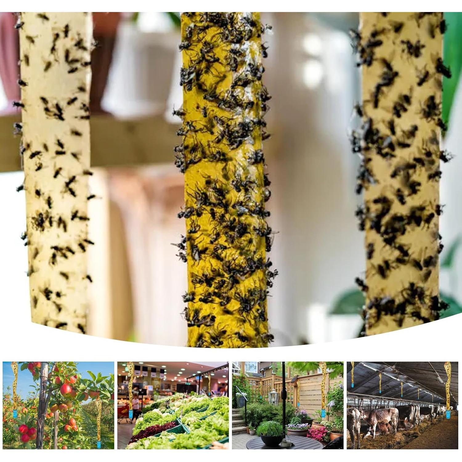 Trampa Adhesiva para Moscas Glovv 60 Paquete Interior Exterior