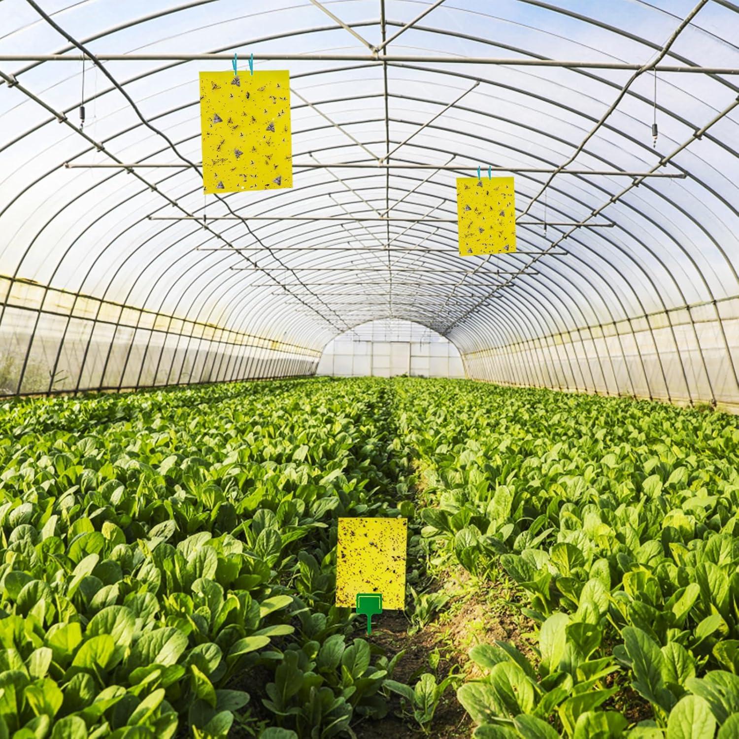 Trampas Adherentes Amarillas Dwcom 60 Piezas para Moscas